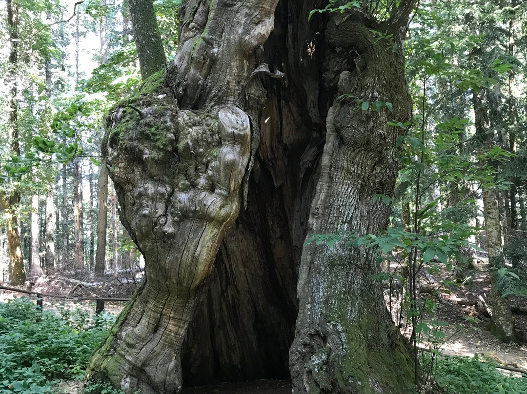 Monastero di Camaldoli-波皮必去景点