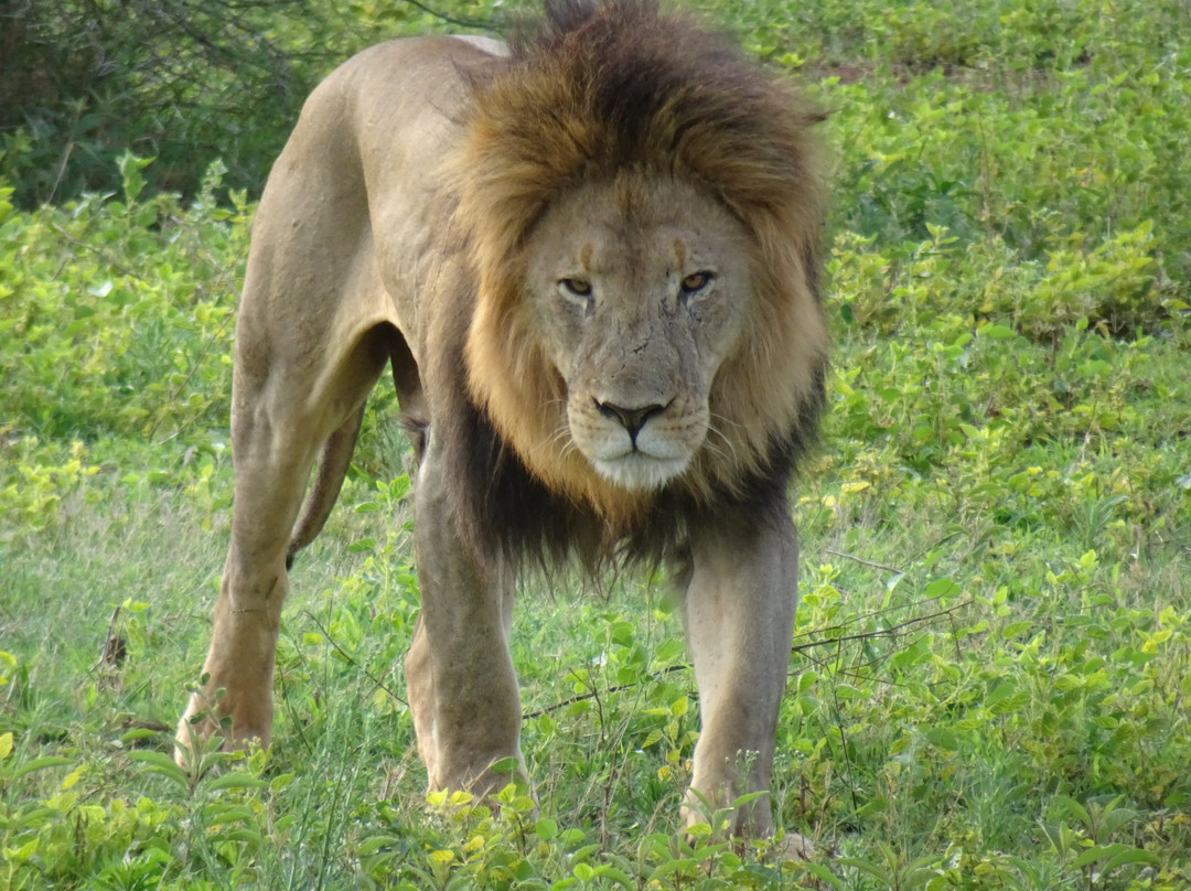 Letamo at Qwabi Private Game Reserve主图