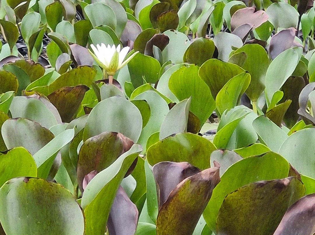 Fazenda Marimbus-迪亚曼蒂那国家公园必去景点
