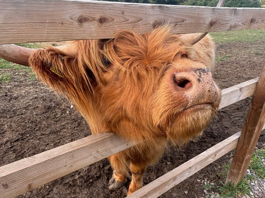 Highland Cow Cottage-Royston必去景点