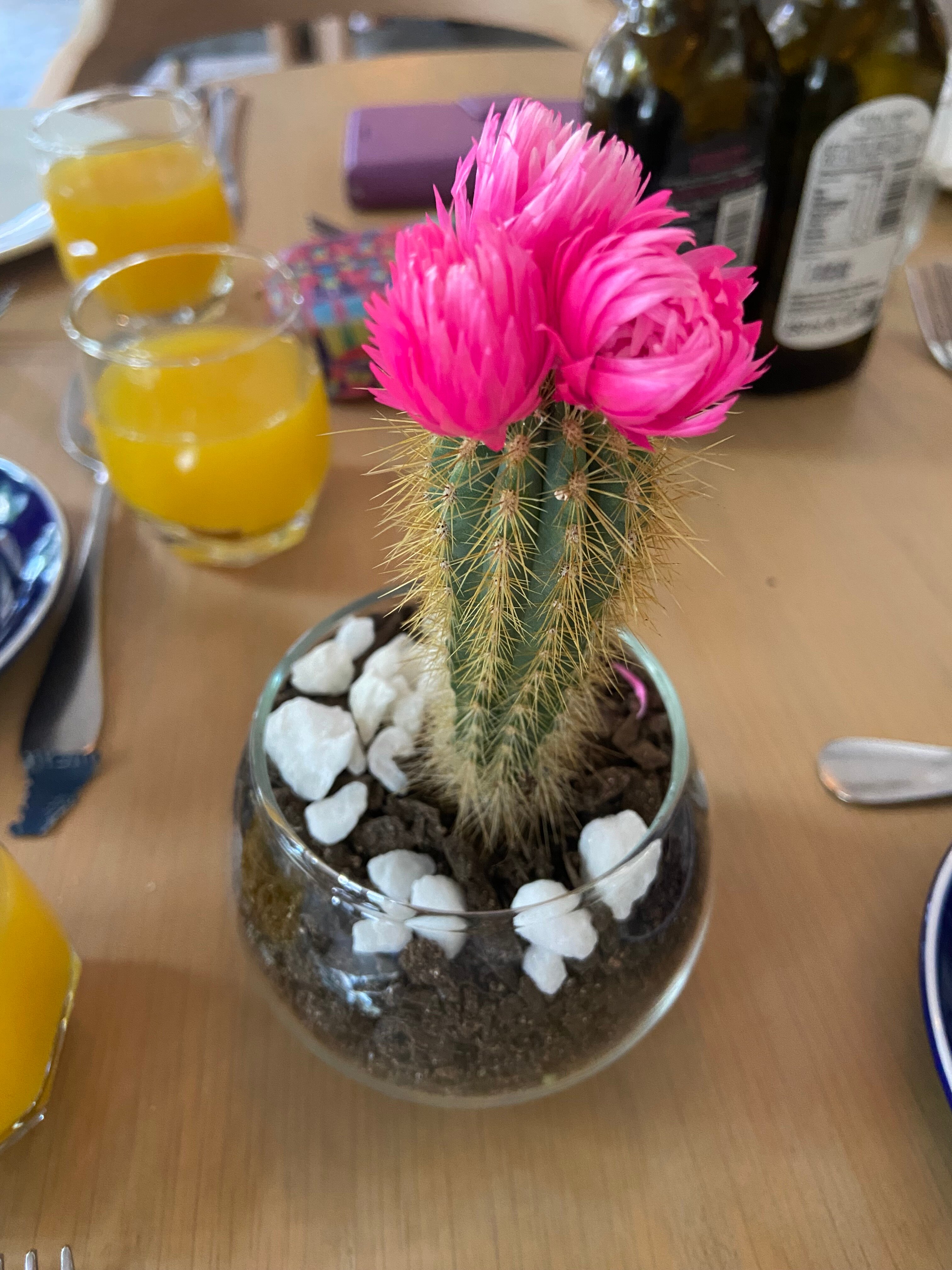 ANEW Resort Hazyview Kruger Park-官方