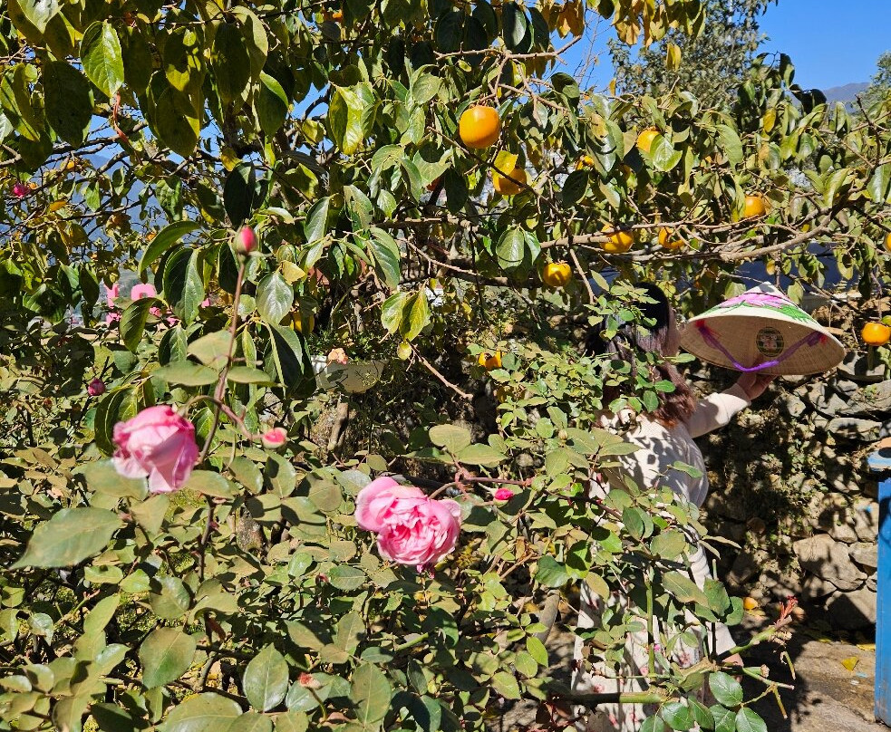 Moana Sapa-老街必去景点