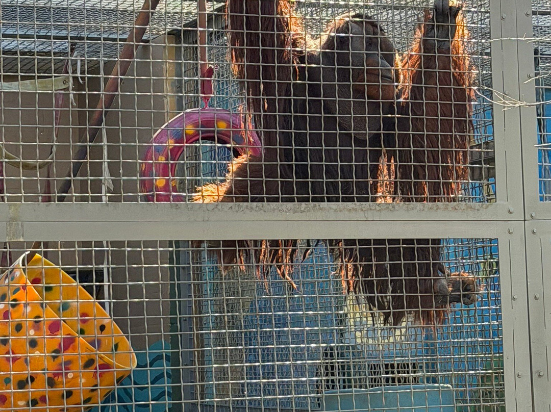 Suncoast Primate Sanctuary-帕姆港必去景点