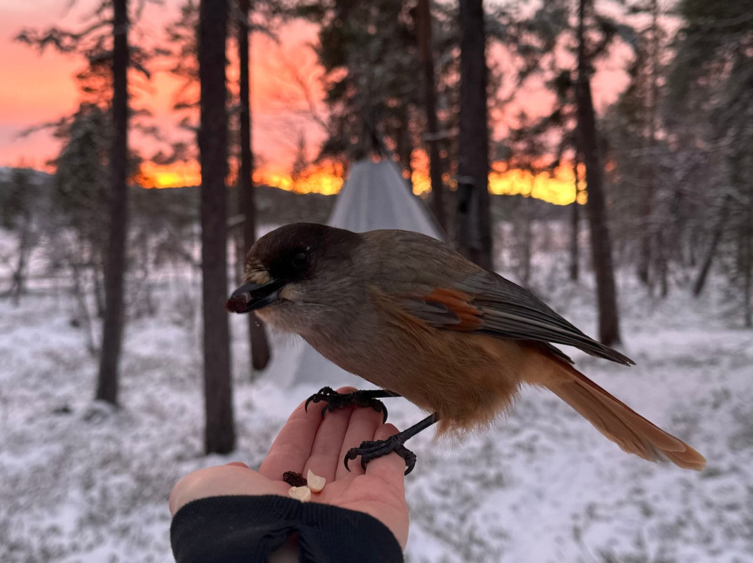 Angeli Reindeer Farm-伊纳里必去景点