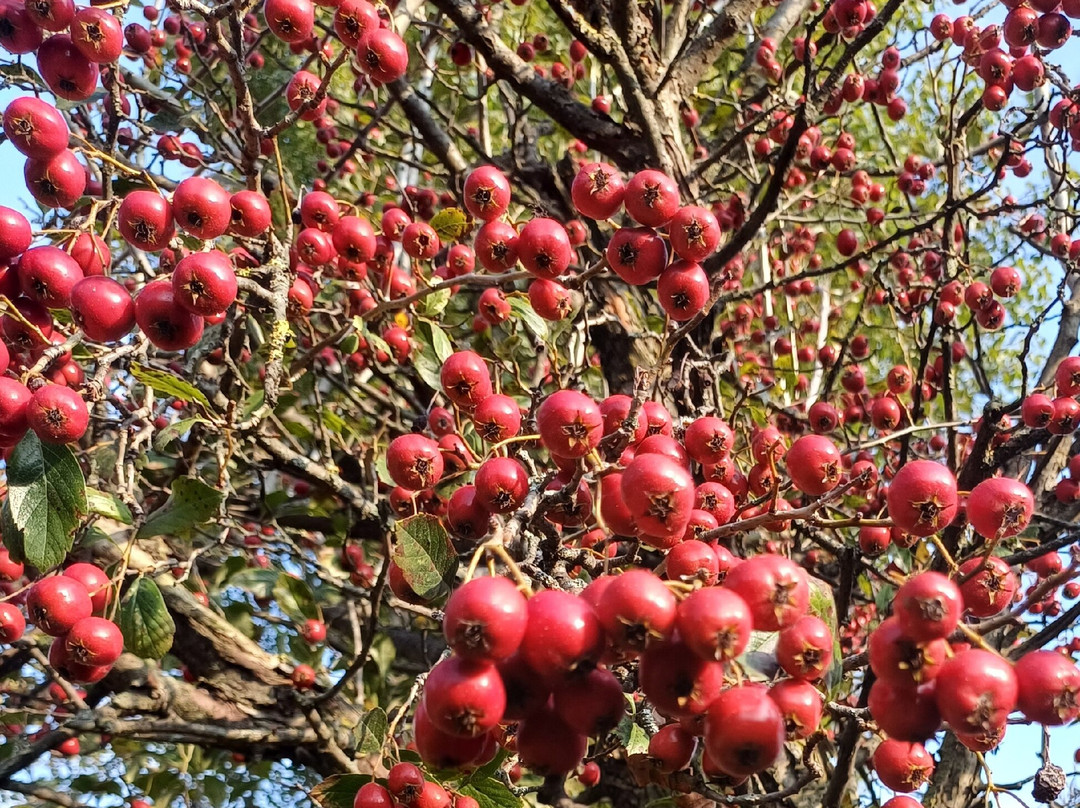 Parco Papa Giovanni Paolo Ii-塞雷尼奥必去景点