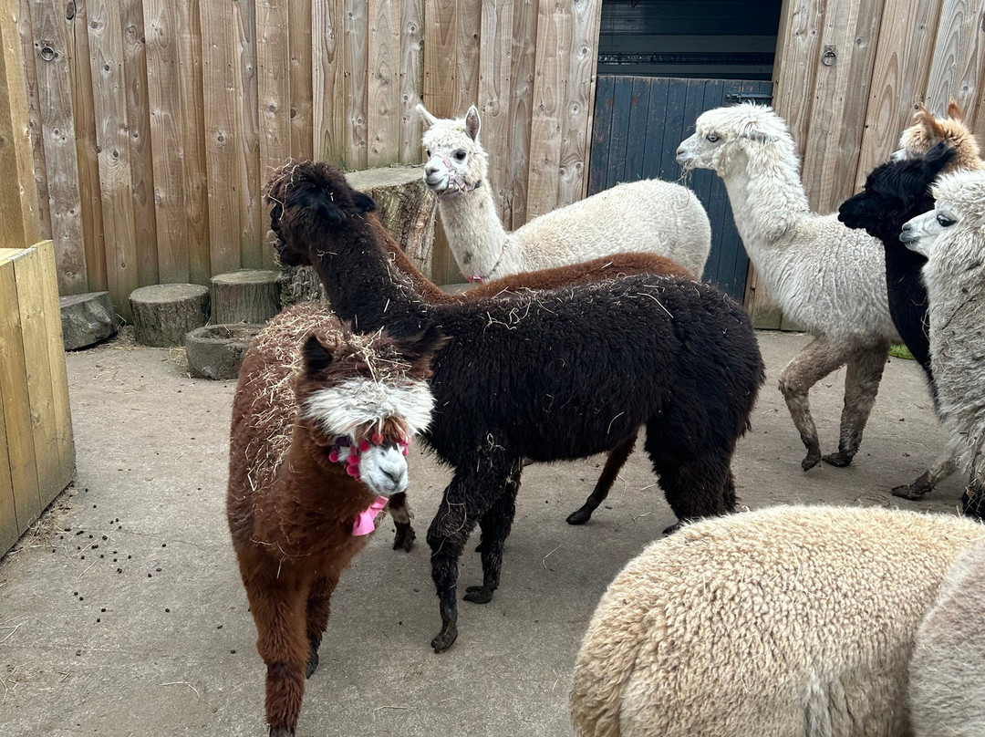 Nanny Sharon's Alpaca Farm C.I.C-Prenton必去景点