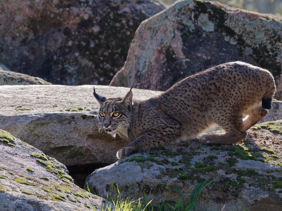 Birds&Lynx Ecotourism-La Carolina必去景点