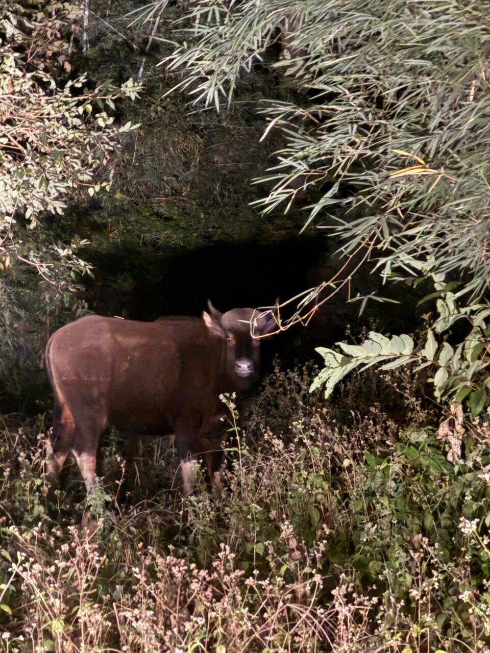 Pench Jungle Camp - Jungle Camps India-官方