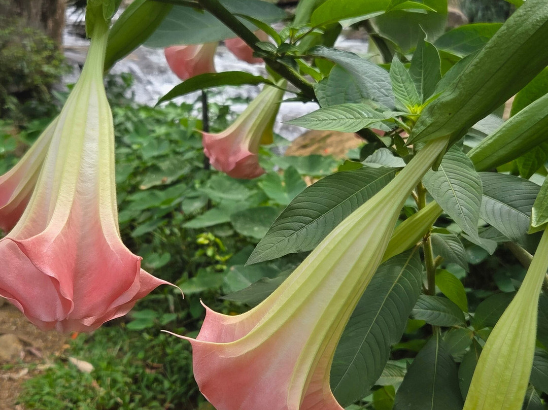 Lanka travel with paul-奴娃拉伊利雅必去景点