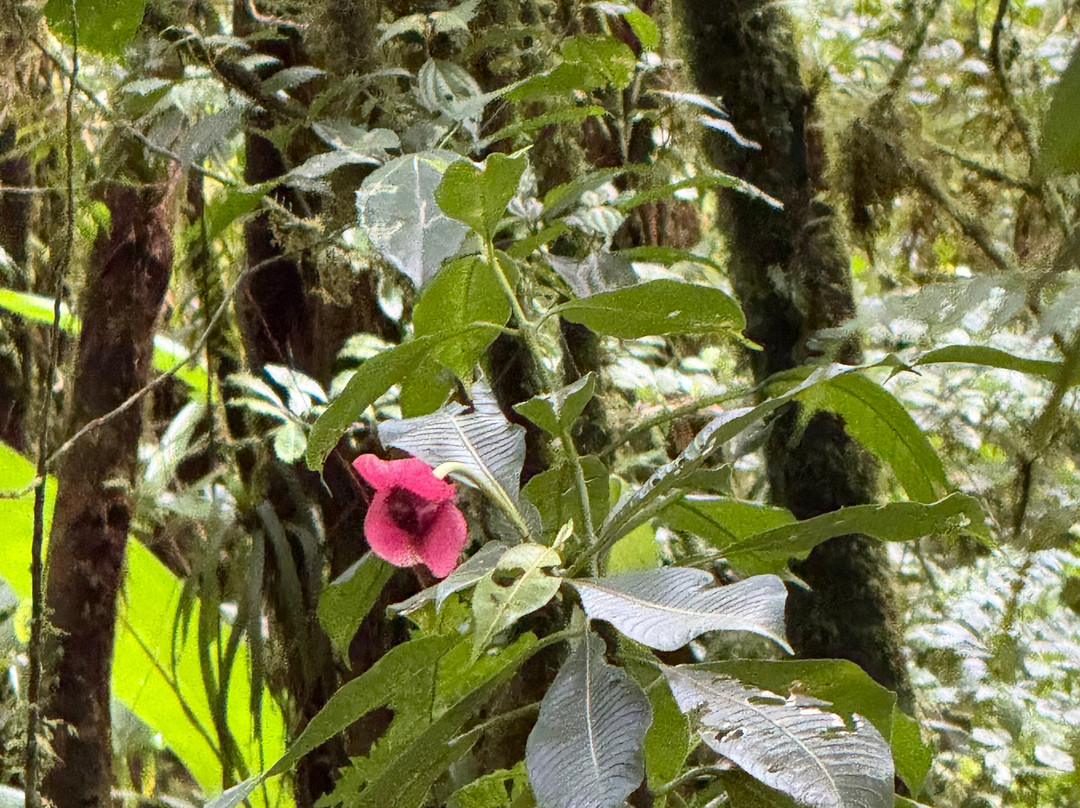 Reserva Bosque Nuboso Santa Elena-蒙特沃德必去景点