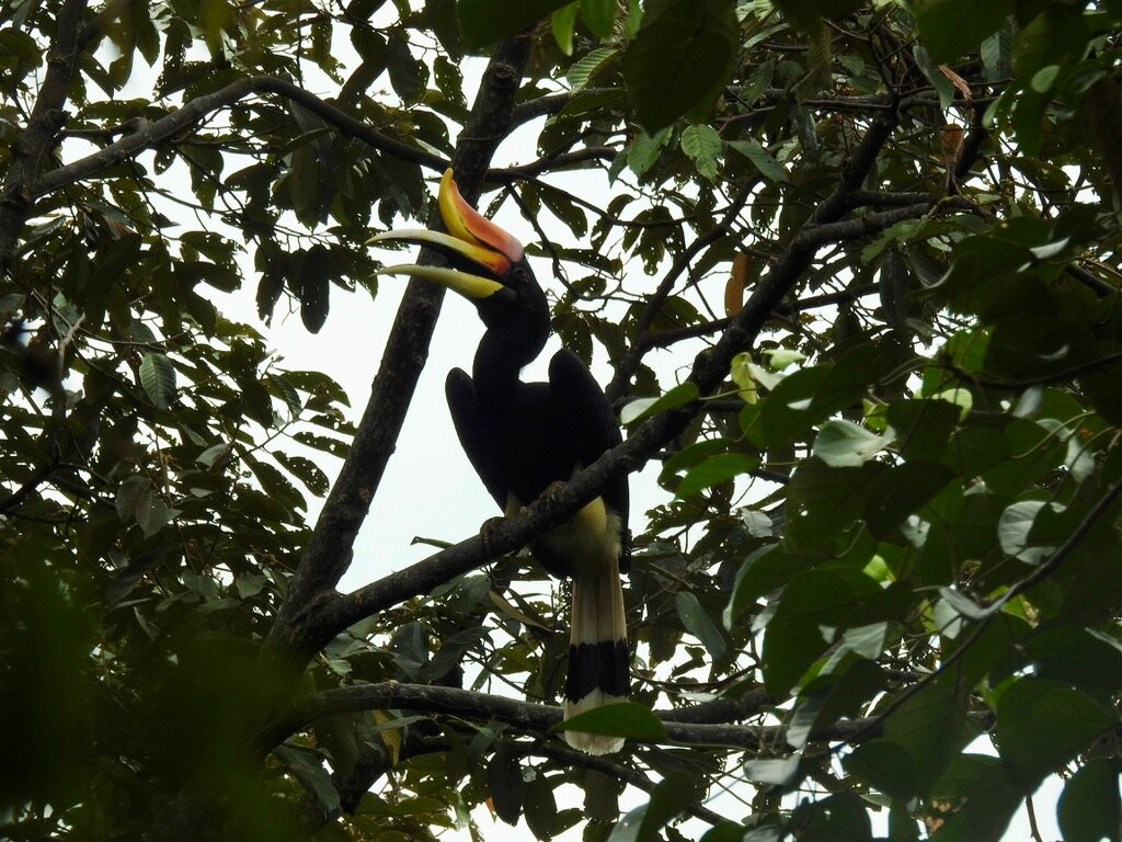 Sumatra Jungle Tours-武吉拉旺必去景点