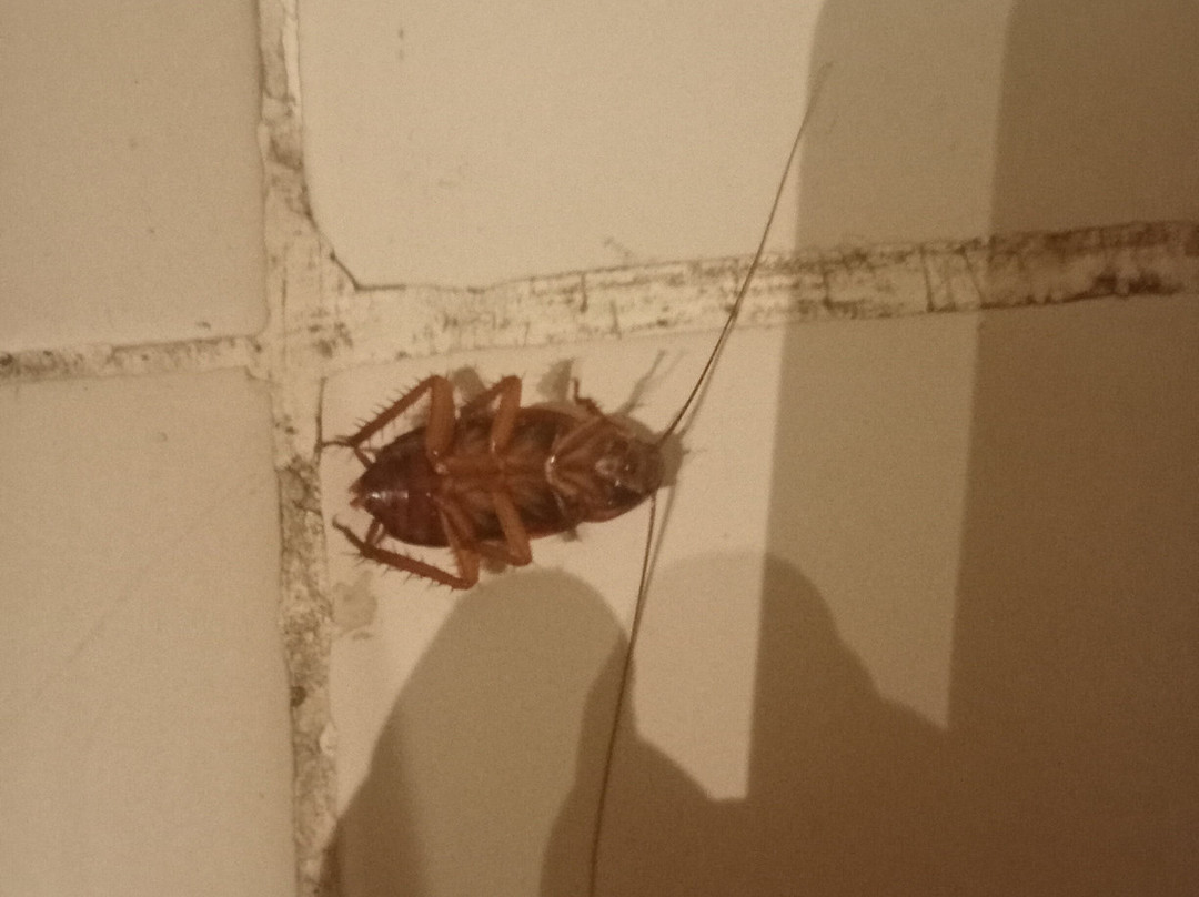 Panorama Naama Heights主图