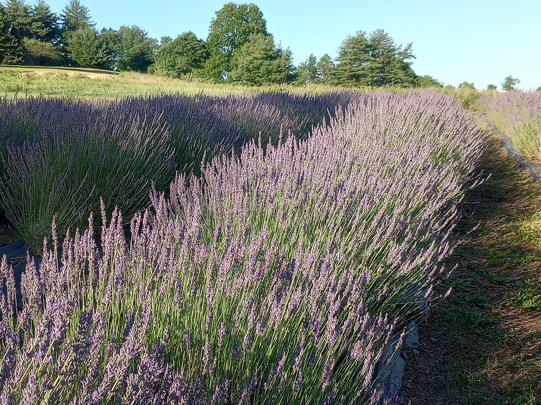 Quiet Hills Lavender Farm-Palmerton必去景点