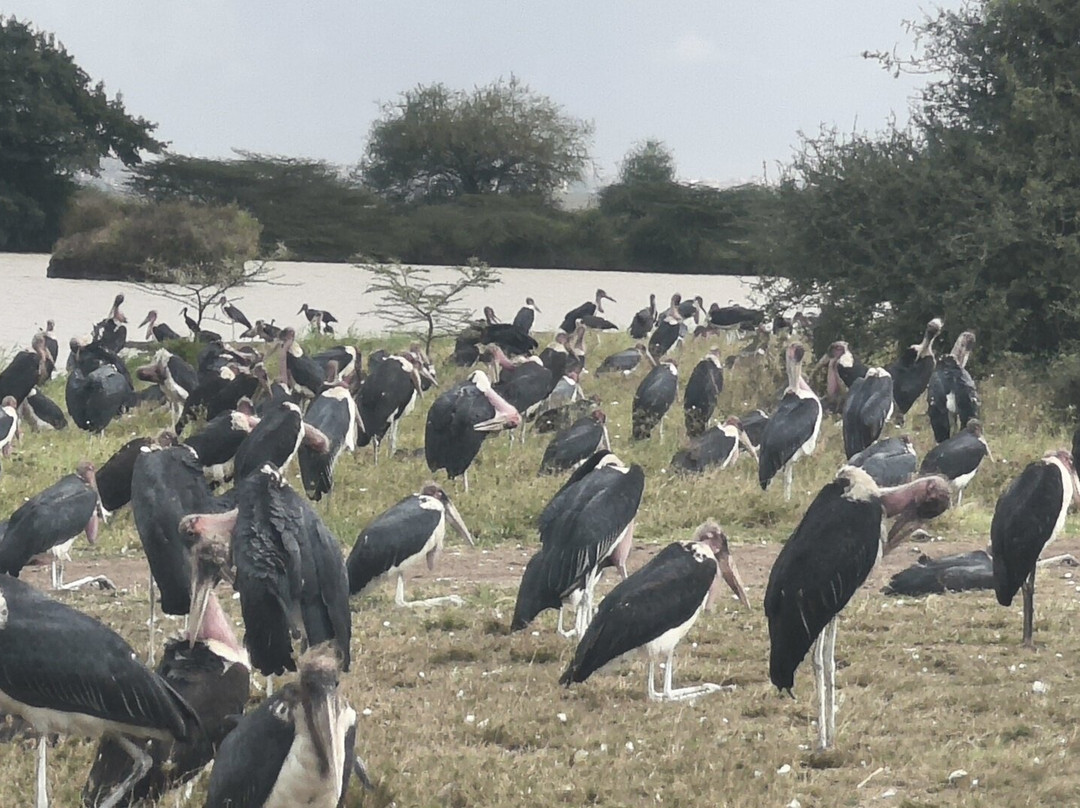 Kenya Tour Budget Safari-内罗毕必去景点