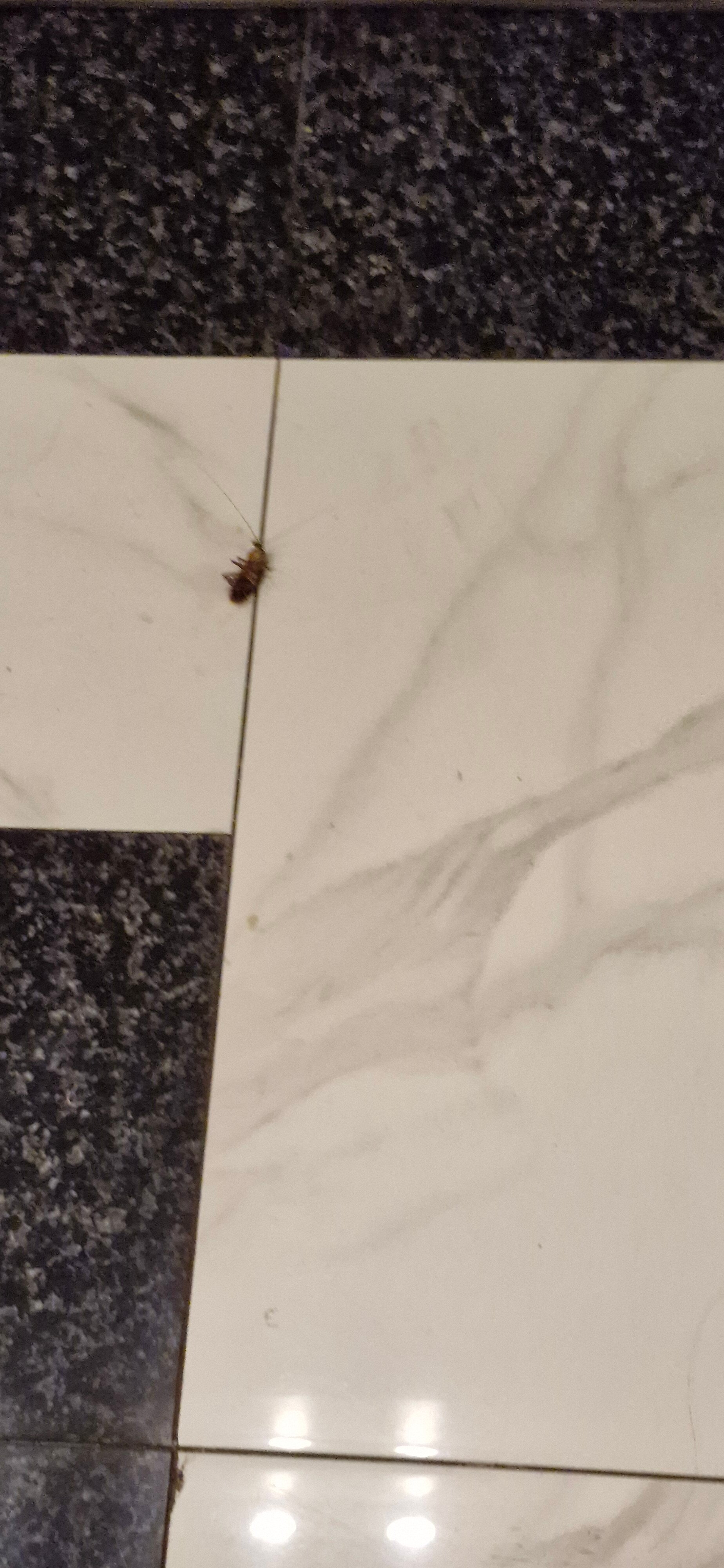 费歇尔酒店-官方