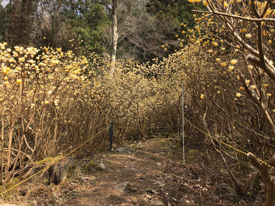 Mushiidani no Mitsumata Colony-安艺高田市必去景点