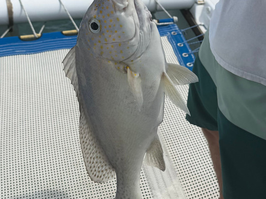 Oceans Elite Yacht Charters-苏梅岛必去景点