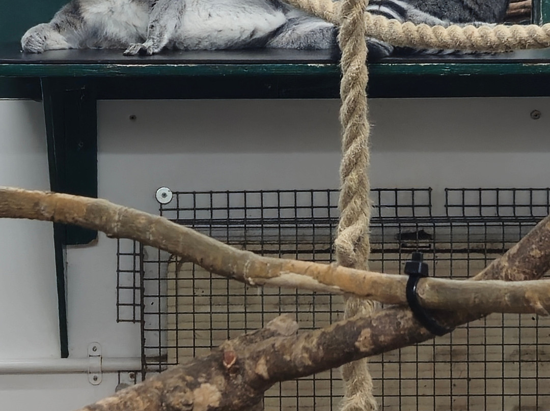 Welsh Mountain Zoo-科尔温湾必去景点