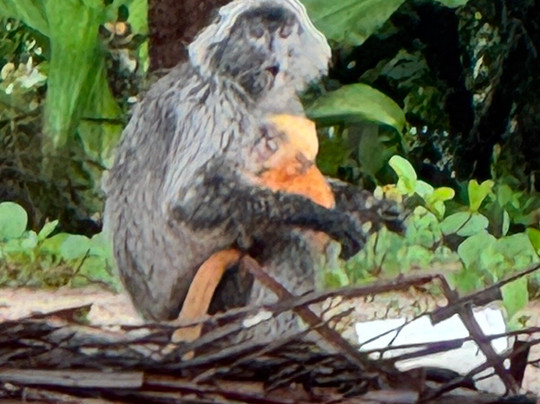 Bako National Park-古晋必去景点