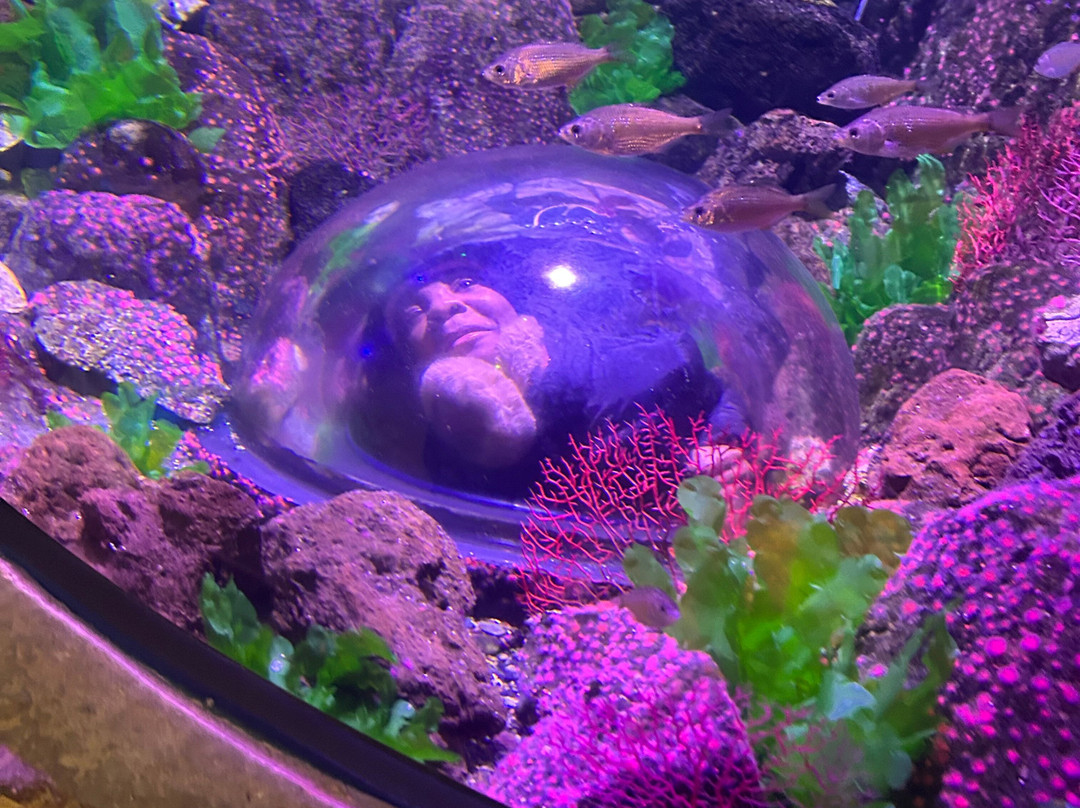 SEA LIFE Aquarium-卡尔斯巴德必去景点