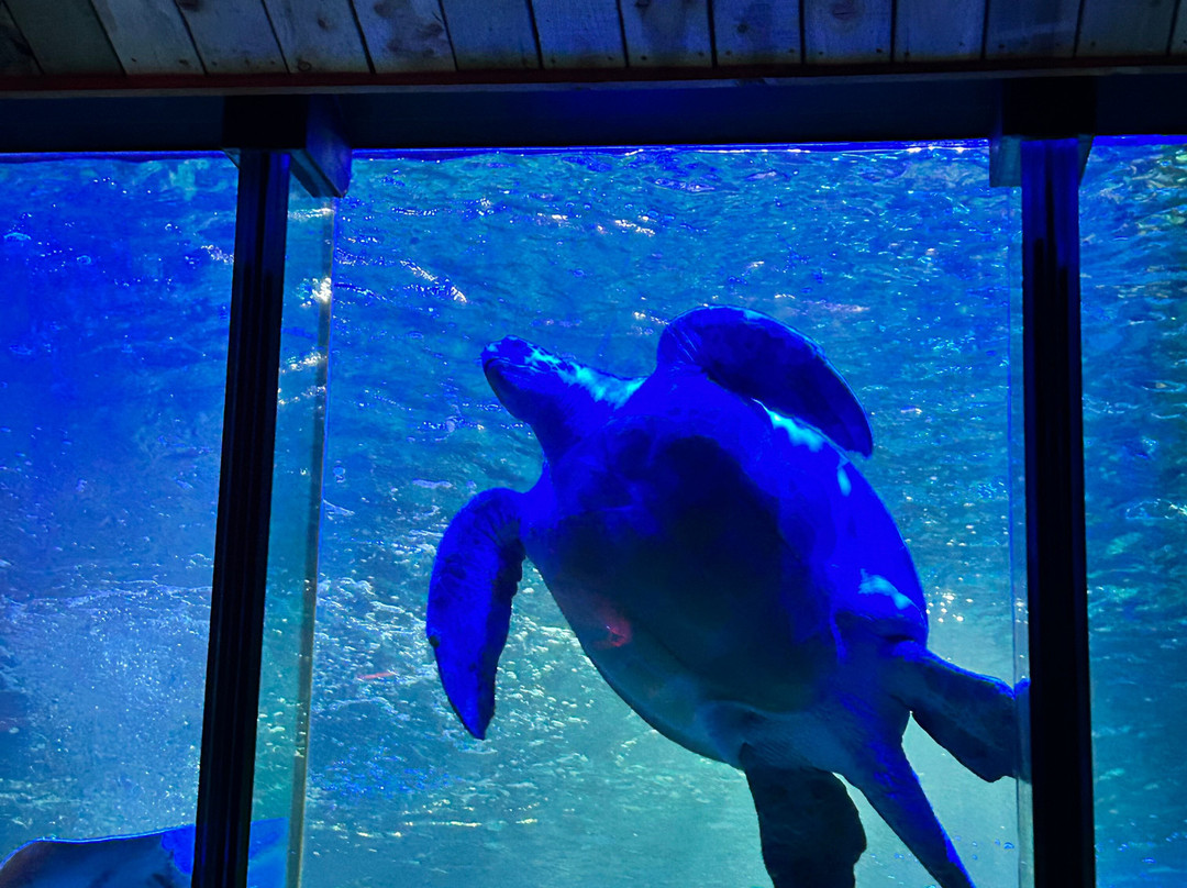 SEA LIFE Hunstanton-Hunstanton必去景点