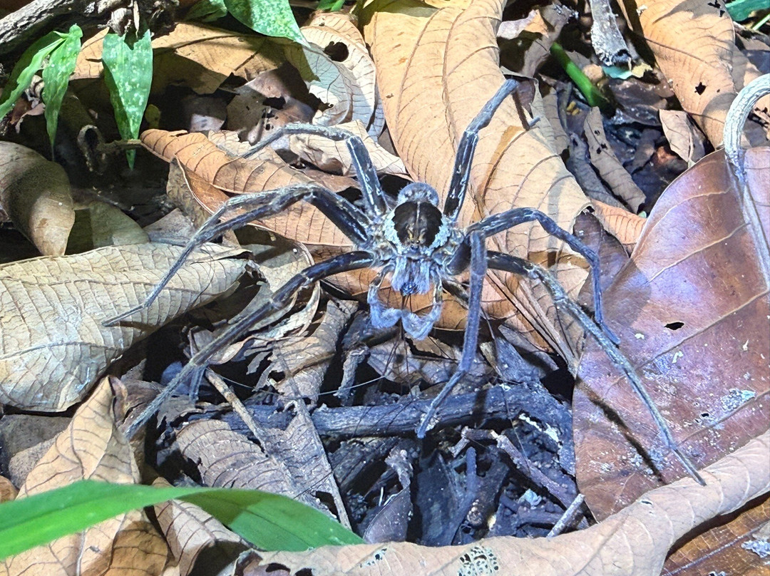 Tarantulas Way-卡维塔必去景点