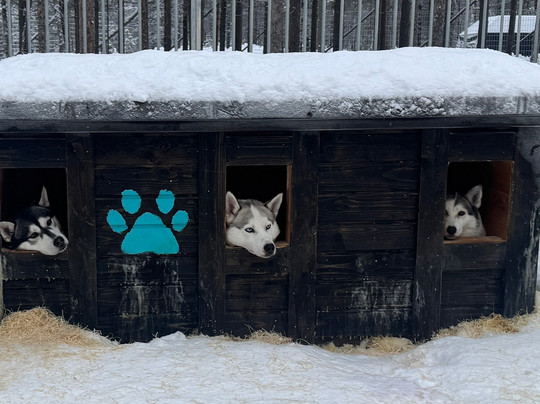 Happy Huskies-伊瓦洛必去景点