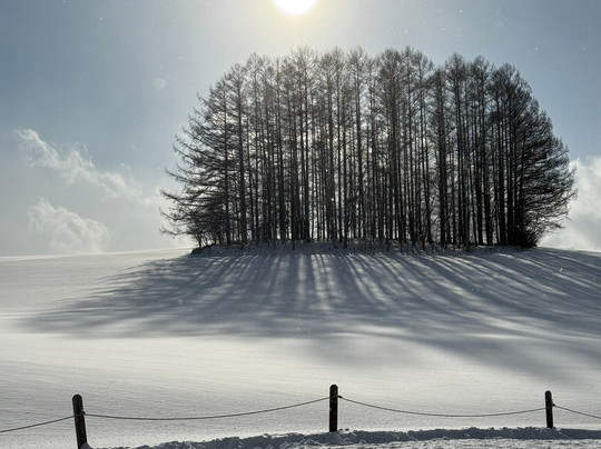Mild Seven Hill-美瑛町必去景点
