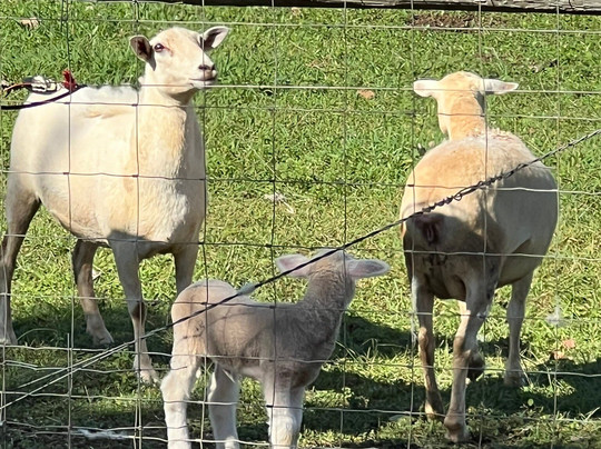 Kauai Safaris-利胡埃必去景点