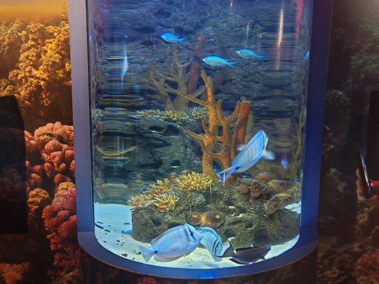 Odysseo Oceanarium Mauritius-路易士港必去景点