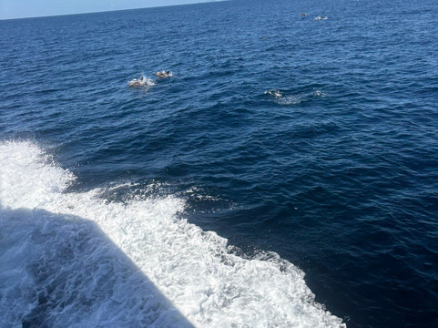 Perfect Day Ocean Cruise-Tutukaka必去景点