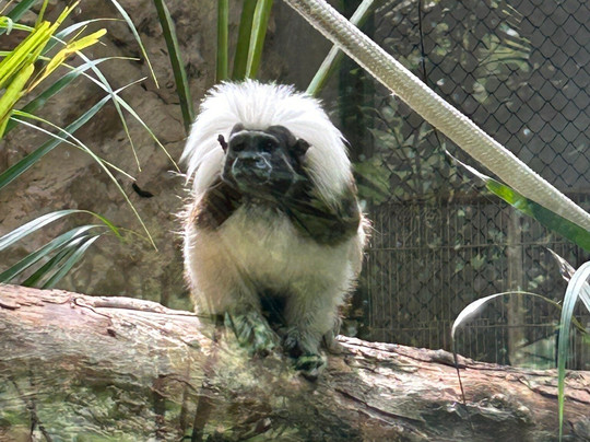 Akumal Monkey Sanctuary & Rescued Animals-艾库玛尔必去景点