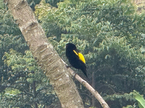 Kabendera Rwanda Hike-Rubavu必去景点