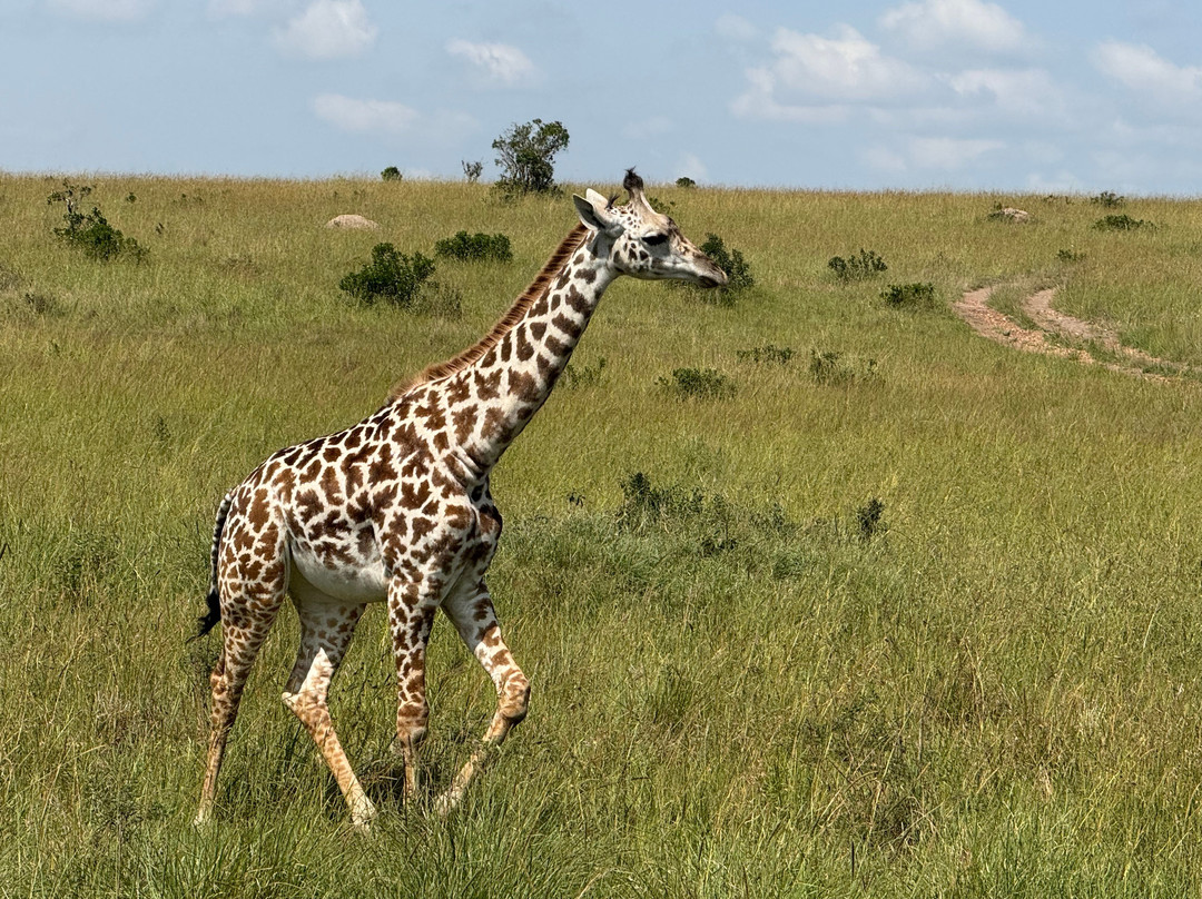 Mufasa Tours and Travels-内罗毕必去景点