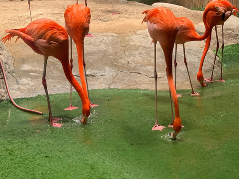 SeaWorld Yas Island Abu Dhabi-阿布扎比必去景点