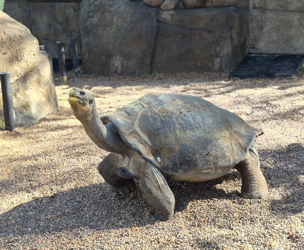 澳大利亚爬行动物园-Somersby必去景点