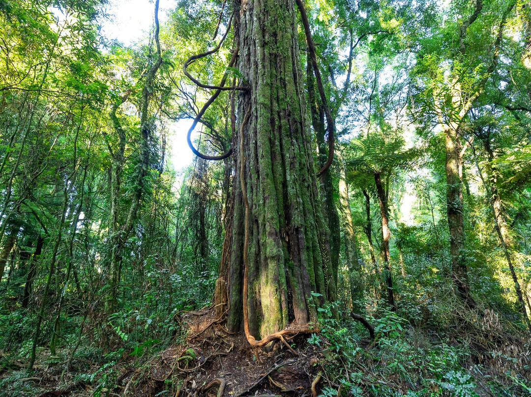 Sanctuary Mountain Maungatautari-Pukeatua必去景点