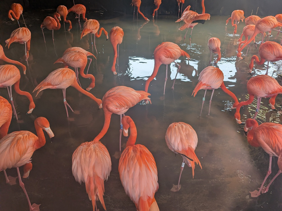 WWT Slimbridge Wetland Centre-Slimbridge必去景点