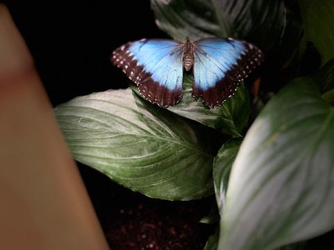 Papilonia Dinkelsbühl