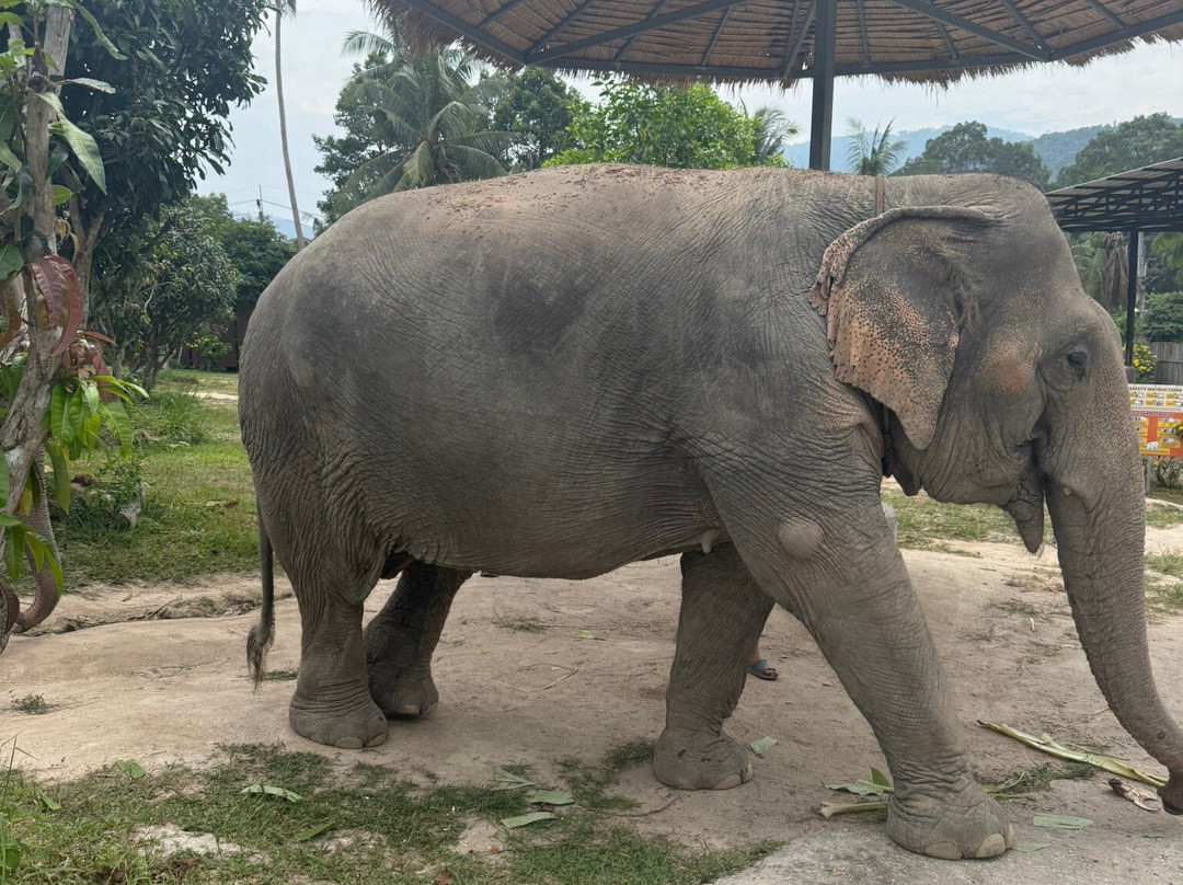 Samui Elephant Sanctuary-波普特必去景点