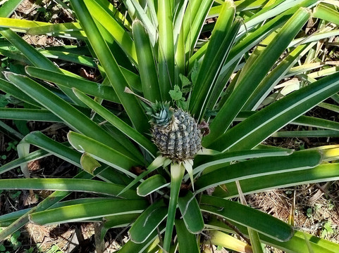 Finca Sura-Puerto Viejo de Sarapiqui必去景点