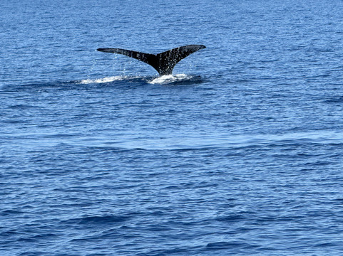 Adventure X Boat Tours-卡慕也拉必去景点