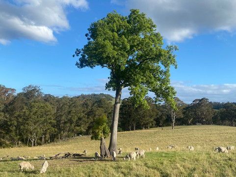 Currajong Retreat主图