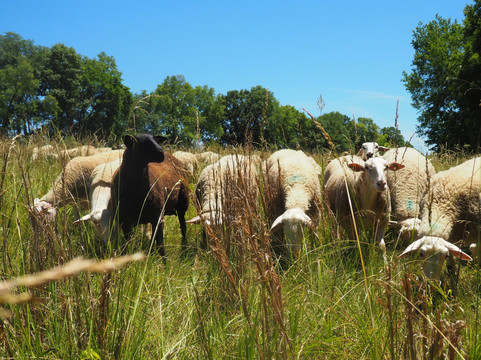 Green Dirt Farm-Weston必去景点