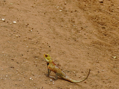 Jeep Safari With Gayan-锡吉里亚必去景点