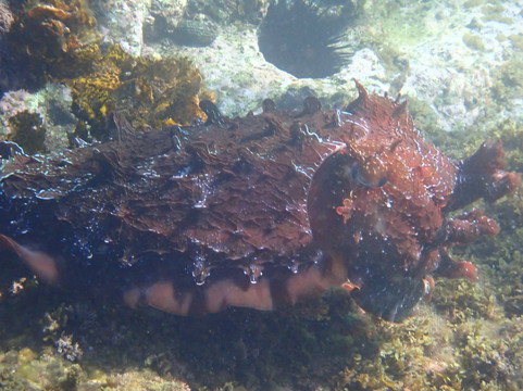 Australia's Coastal Wilderness Adventures-赫斯基森必去景点