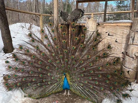 Animal Adventures Family Zoo & Rescue Center-Bolton必去景点