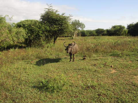 Lanka Tracker - Day Tours-马塔拉必去景点