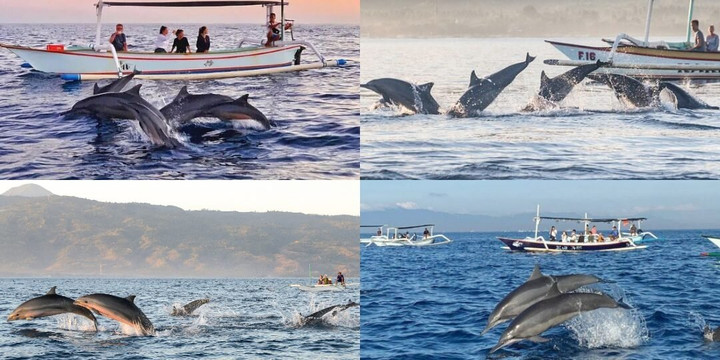 Dolphin ovina tours-罗威那海滩必去景点