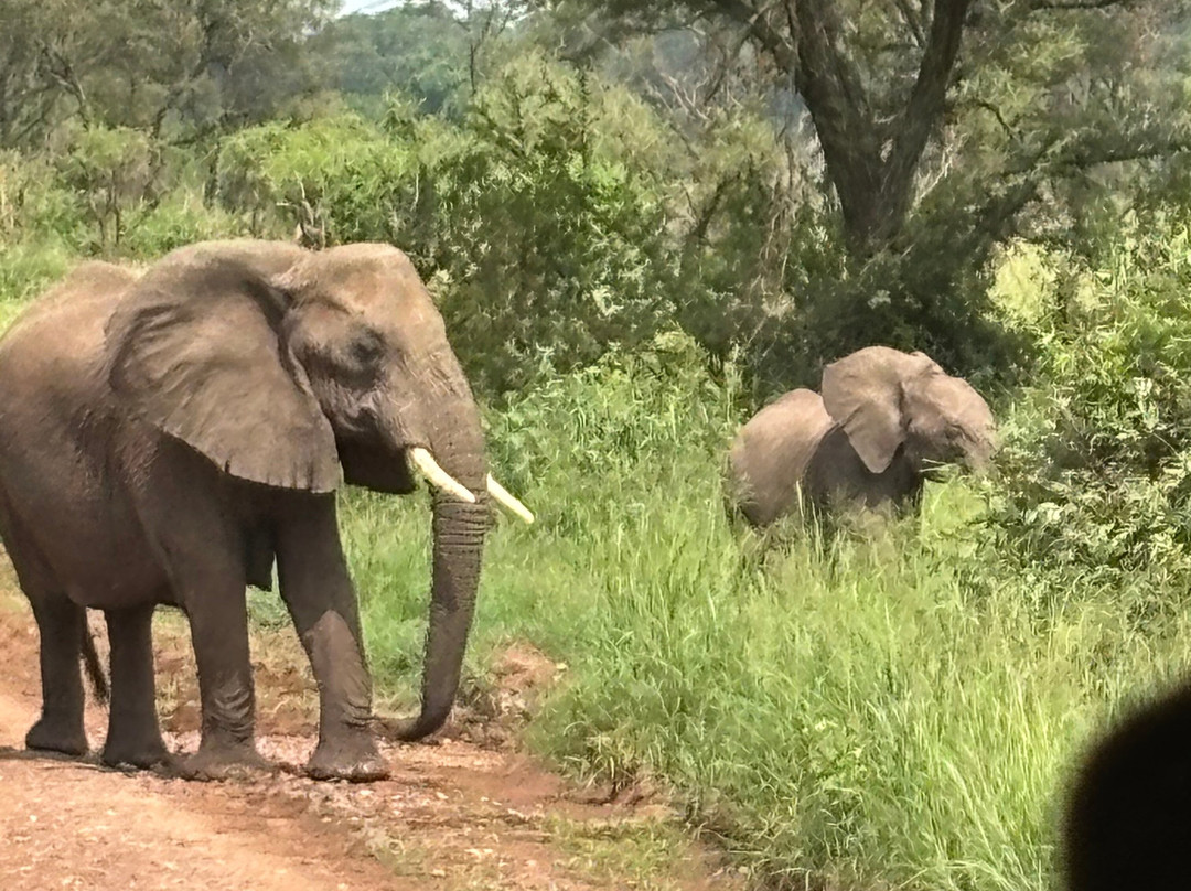 Shayona Safaris & Tours-姆万扎必去景点